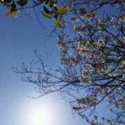 ヒメ日記 2025/04/07 09:16 投稿 佐々岡雪菜 五十路マダムエクスプレス横浜店（カサブランカグループ）