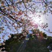 ヒメ日記 2025/04/08 14:40 投稿 佐々岡雪菜 五十路マダムエクスプレス横浜店（カサブランカグループ）