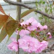 ヒメ日記 2025/04/10 17:54 投稿 佐々岡雪菜 五十路マダムエクスプレス横浜店（カサブランカグループ）