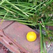 ヒメ日記 2025/04/11 11:36 投稿 佐々岡雪菜 五十路マダムエクスプレス横浜店（カサブランカグループ）