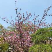 ヒメ日記 2025/04/12 12:28 投稿 佐々岡雪菜 五十路マダムエクスプレス横浜店（カサブランカグループ）