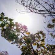 ヒメ日記 2025/04/13 09:00 投稿 佐々岡雪菜 五十路マダムエクスプレス横浜店（カサブランカグループ）