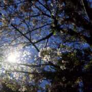 ヒメ日記 2025/04/13 19:10 投稿 佐々岡雪菜 五十路マダムエクスプレス横浜店（カサブランカグループ）