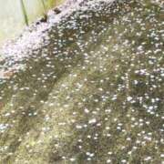 ヒメ日記 2025/04/15 09:36 投稿 佐々岡雪菜 五十路マダムエクスプレス横浜店（カサブランカグループ）