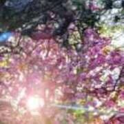 ヒメ日記 2025/04/15 17:48 投稿 佐々岡雪菜 五十路マダムエクスプレス横浜店（カサブランカグループ）