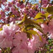 ヒメ日記 2025/04/17 12:48 投稿 佐々岡雪菜 五十路マダムエクスプレス横浜店（カサブランカグループ）