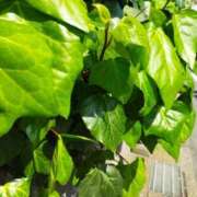 ヒメ日記 2025/04/17 19:40 投稿 佐々岡雪菜 五十路マダムエクスプレス横浜店（カサブランカグループ）