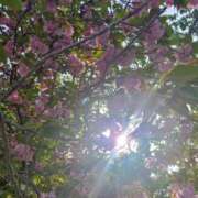 ヒメ日記 2025/04/21 17:18 投稿 佐々岡雪菜 五十路マダムエクスプレス横浜店（カサブランカグループ）