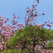 ヒメ日記 2025/04/23 08:04 投稿 佐々岡雪菜 五十路マダムエクスプレス横浜店（カサブランカグループ）