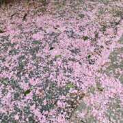 ヒメ日記 2025/04/25 21:38 投稿 佐々岡雪菜 五十路マダムエクスプレス横浜店（カサブランカグループ）