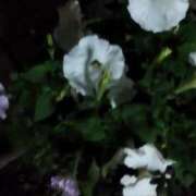 ヒメ日記 2025/04/26 18:54 投稿 佐々岡雪菜 五十路マダムエクスプレス横浜店（カサブランカグループ）