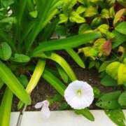 ヒメ日記 2025/04/28 17:22 投稿 佐々岡雪菜 五十路マダムエクスプレス横浜店（カサブランカグループ）