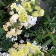 ヒメ日記 2025/05/05 19:56 投稿 佐々岡雪菜 五十路マダムエクスプレス横浜店（カサブランカグループ）