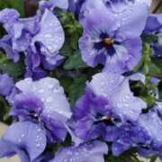 ヒメ日記 2025/05/06 11:42 投稿 佐々岡雪菜 五十路マダムエクスプレス横浜店（カサブランカグループ）