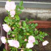 ヒメ日記 2025/05/10 21:00 投稿 佐々岡雪菜 五十路マダムエクスプレス横浜店（カサブランカグループ）