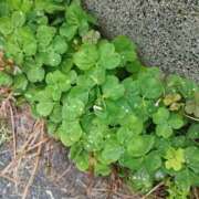 ヒメ日記 2025/05/12 12:06 投稿 佐々岡雪菜 五十路マダムエクスプレス横浜店（カサブランカグループ）