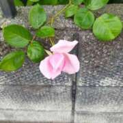 ヒメ日記 2025/05/14 08:26 投稿 佐々岡雪菜 五十路マダムエクスプレス横浜店（カサブランカグループ）