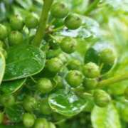 ヒメ日記 2025/05/17 14:58 投稿 佐々岡雪菜 五十路マダムエクスプレス横浜店（カサブランカグループ）