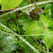 ヒメ日記 2025/05/25 18:46 投稿 佐々岡雪菜 五十路マダムエクスプレス横浜店（カサブランカグループ）