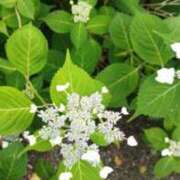 ヒメ日記 2025/05/28 13:32 投稿 佐々岡雪菜 五十路マダムエクスプレス横浜店（カサブランカグループ）