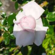 ヒメ日記 2025/06/02 13:58 投稿 佐々岡雪菜 五十路マダムエクスプレス横浜店（カサブランカグループ）