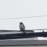 ヒメ日記 2025/06/03 10:26 投稿 佐々岡雪菜 五十路マダムエクスプレス横浜店（カサブランカグループ）