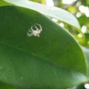 ヒメ日記 2025/06/04 16:04 投稿 佐々岡雪菜 五十路マダムエクスプレス横浜店（カサブランカグループ）