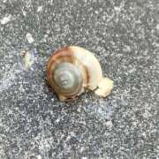 ヒメ日記 2025/06/06 10:10 投稿 佐々岡雪菜 五十路マダムエクスプレス横浜店（カサブランカグループ）