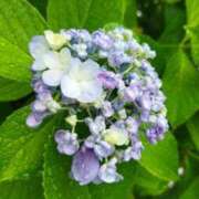 ヒメ日記 2025/06/10 12:18 投稿 佐々岡雪菜 五十路マダムエクスプレス横浜店（カサブランカグループ）