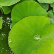 ヒメ日記 2025/06/11 10:58 投稿 佐々岡雪菜 五十路マダムエクスプレス横浜店（カサブランカグループ）