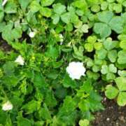 ヒメ日記 2025/06/13 10:32 投稿 佐々岡雪菜 五十路マダムエクスプレス横浜店（カサブランカグループ）