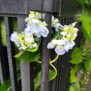 ヒメ日記 2025/06/14 11:44 投稿 佐々岡雪菜 五十路マダムエクスプレス横浜店（カサブランカグループ）