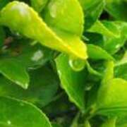 ヒメ日記 2025/06/15 08:38 投稿 佐々岡雪菜 五十路マダムエクスプレス横浜店（カサブランカグループ）