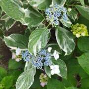 ヒメ日記 2025/06/16 10:20 投稿 佐々岡雪菜 五十路マダムエクスプレス横浜店（カサブランカグループ）