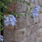 ヒメ日記 2025/06/21 15:50 投稿 佐々岡雪菜 五十路マダムエクスプレス横浜店（カサブランカグループ）