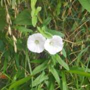 ヒメ日記 2025/06/23 07:30 投稿 佐々岡雪菜 五十路マダムエクスプレス横浜店（カサブランカグループ）