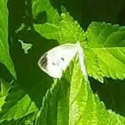 ヒメ日記 2025/06/24 11:28 投稿 佐々岡雪菜 五十路マダムエクスプレス横浜店（カサブランカグループ）