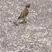 ヒメ日記 2025/07/02 17:14 投稿 佐々岡雪菜 五十路マダムエクスプレス横浜店（カサブランカグループ）