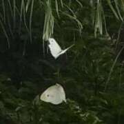 ヒメ日記 2025/07/07 12:38 投稿 佐々岡雪菜 五十路マダムエクスプレス横浜店（カサブランカグループ）