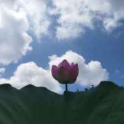 ヒメ日記 2025/07/14 07:36 投稿 佐々岡雪菜 五十路マダムエクスプレス横浜店（カサブランカグループ）