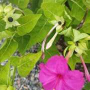 ヒメ日記 2025/07/17 18:46 投稿 佐々岡雪菜 五十路マダムエクスプレス横浜店（カサブランカグループ）