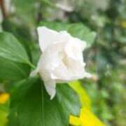 ヒメ日記 2025/07/20 07:50 投稿 佐々岡雪菜 五十路マダムエクスプレス横浜店（カサブランカグループ）