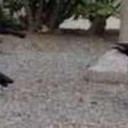 ヒメ日記 2025/07/22 09:00 投稿 佐々岡雪菜 五十路マダムエクスプレス横浜店（カサブランカグループ）