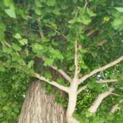 ヒメ日記 2025/07/25 09:48 投稿 佐々岡雪菜 五十路マダムエクスプレス横浜店（カサブランカグループ）