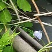 ヒメ日記 2025/07/26 20:12 投稿 佐々岡雪菜 五十路マダムエクスプレス横浜店（カサブランカグループ）