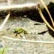 ヒメ日記 2025/08/01 15:04 投稿 佐々岡雪菜 五十路マダムエクスプレス横浜店（カサブランカグループ）