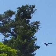 ヒメ日記 2025/08/03 08:48 投稿 佐々岡雪菜 五十路マダムエクスプレス横浜店（カサブランカグループ）