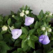 ヒメ日記 2025/08/07 07:10 投稿 佐々岡雪菜 五十路マダムエクスプレス横浜店（カサブランカグループ）