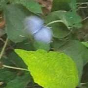 ヒメ日記 2025/08/09 07:32 投稿 佐々岡雪菜 五十路マダムエクスプレス横浜店（カサブランカグループ）