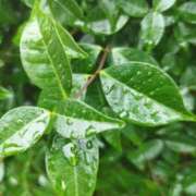 ヒメ日記 2025/08/11 09:36 投稿 佐々岡雪菜 五十路マダムエクスプレス横浜店（カサブランカグループ）